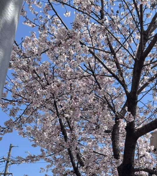 桜