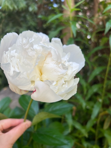 芍薬